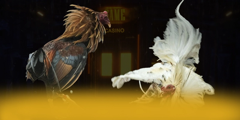 ĐÁ GÀ TRỰC TIẾP - Cổng giải trí cam kết bảo vệ người chơi tuyệt đối được đánh giá cao – Khám phá cam kết an toàn của ĐÁ GÀ TRỰC TIẾP