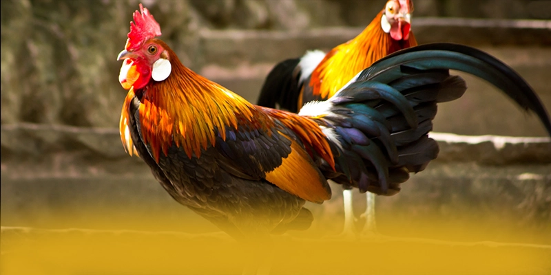 
Khám phá hành trình của tài xỉu online - Cổng game đáng chơi nhất hiện nay
