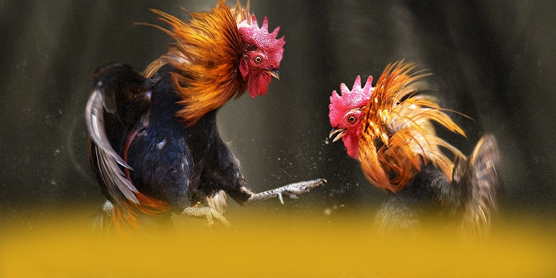 
Trải nghiệm FAFA191 - Cổng game bài hàng đầu Việt Nam số 1 Việt Nam
