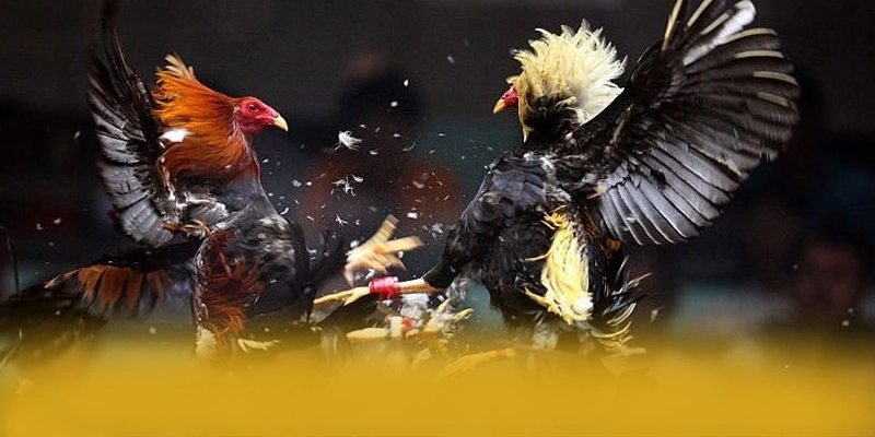 ĐÁ GÀ TRỰC TIẾP - Ứng dụng giải trí đang được quan tâm hàng đầu trên thị trường – Khám phá danh mục giải trí của ĐÁ GÀ TRỰC TIẾP