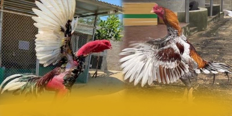 tài xỉu online - Cổng trò chơi đẳng cấp được quan tâm hàng đầu