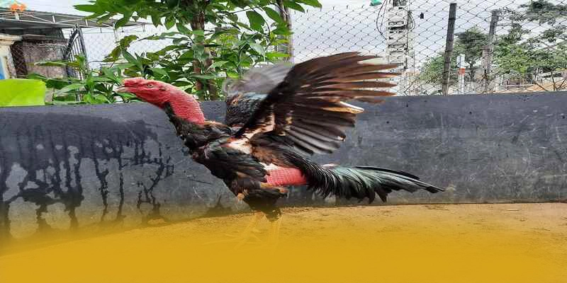 Nền tảng trên điện thoại di động cùng BU88